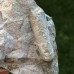 Orthoceras sp.